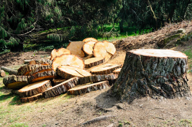 Best Commercial Tree Services  in Ruidoso Downs, NM